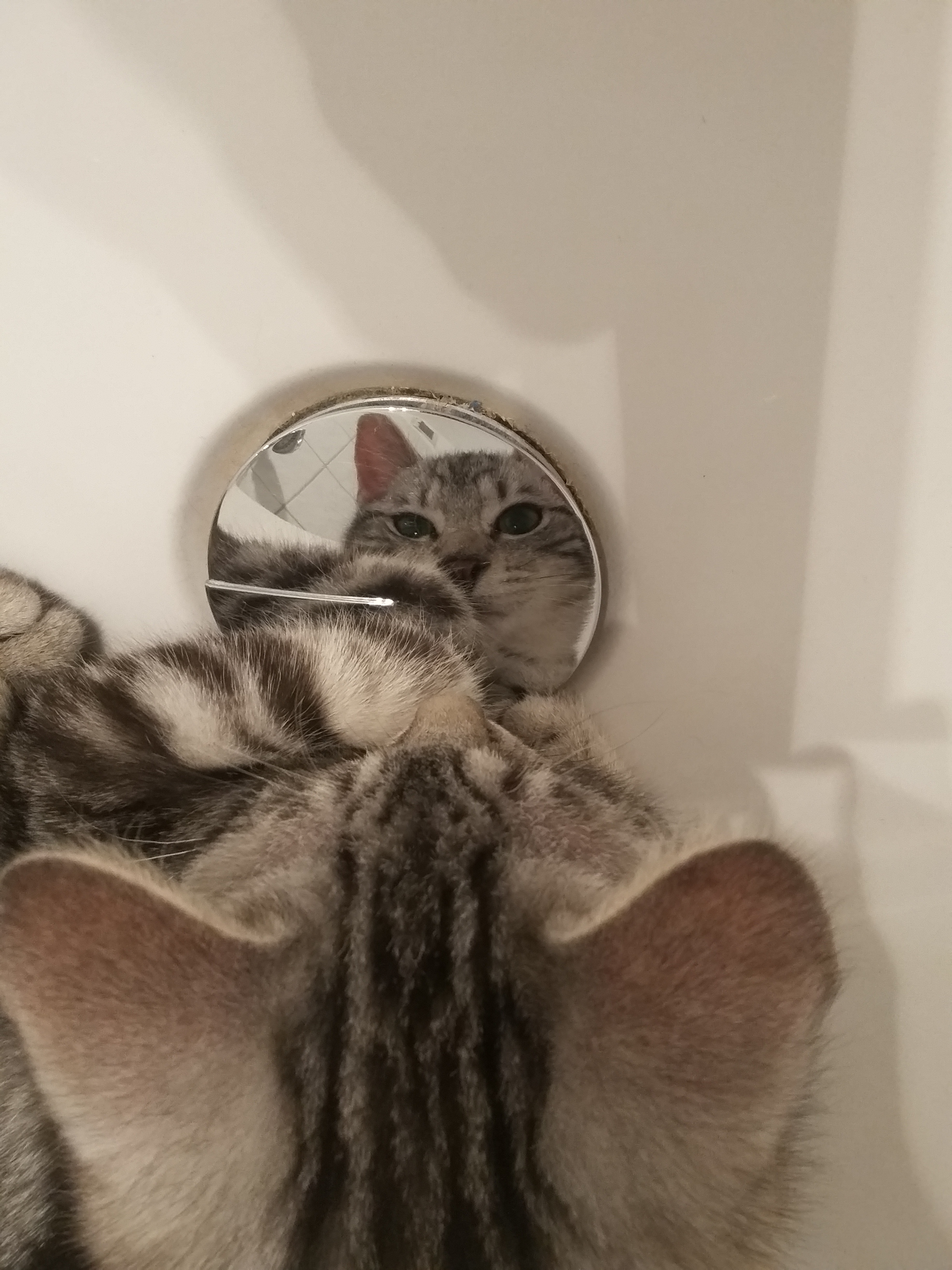 graugetigerte Katze sieht ihr Spiegelbild in der Badewanne