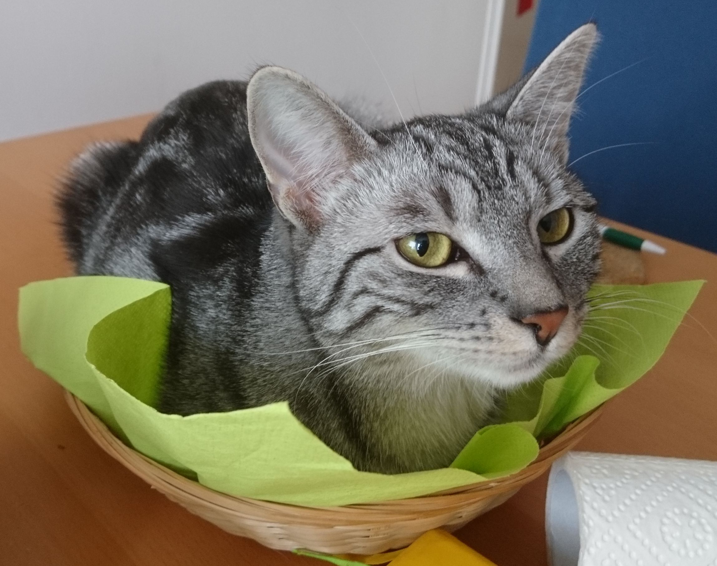 graugetigerte Katze liegt in einem Brotkörberl