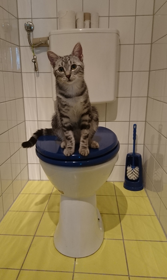 graue Katze sitzt am WC Deckel