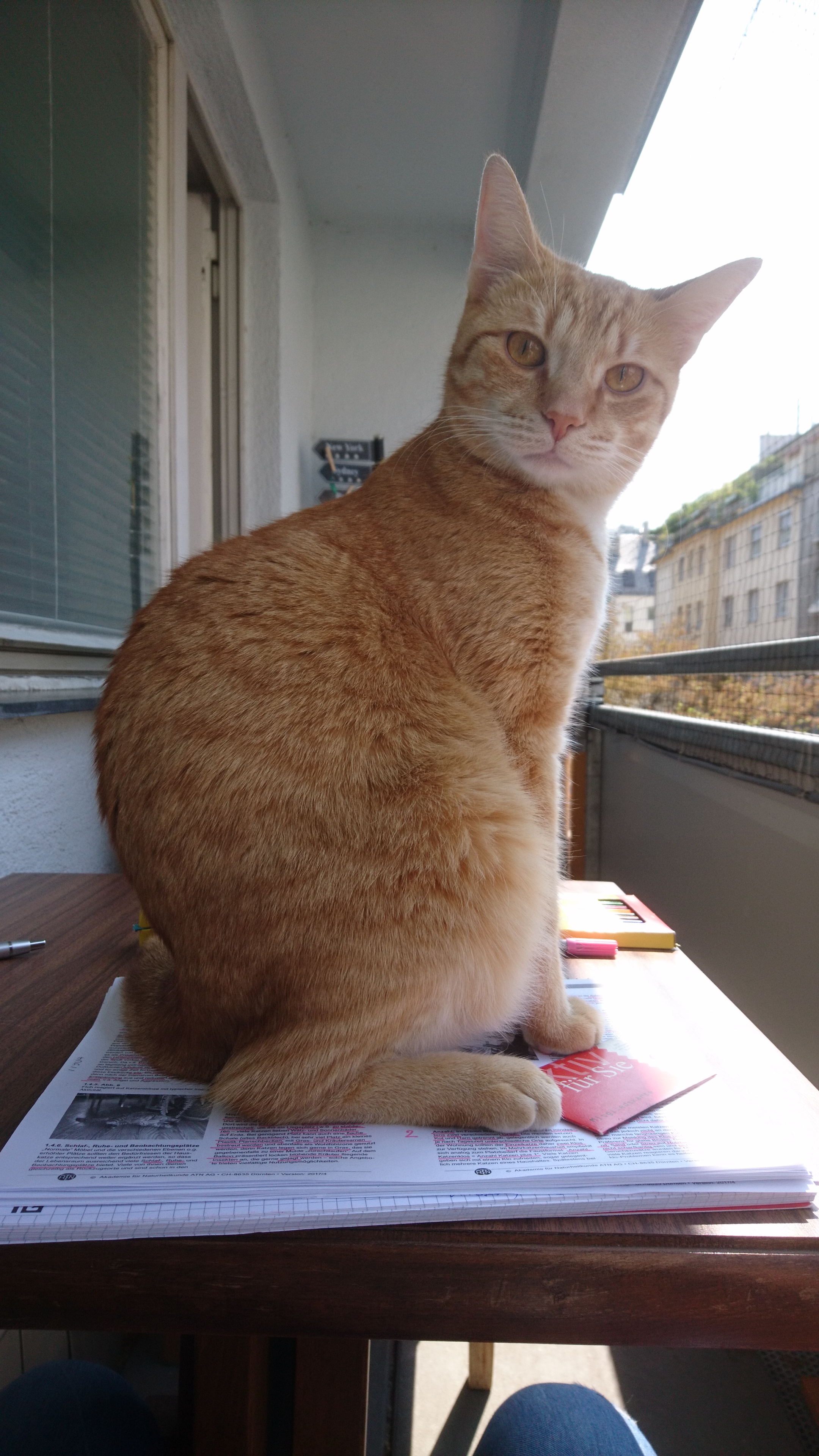 roter Kater sitzt am Tisch und schaut her